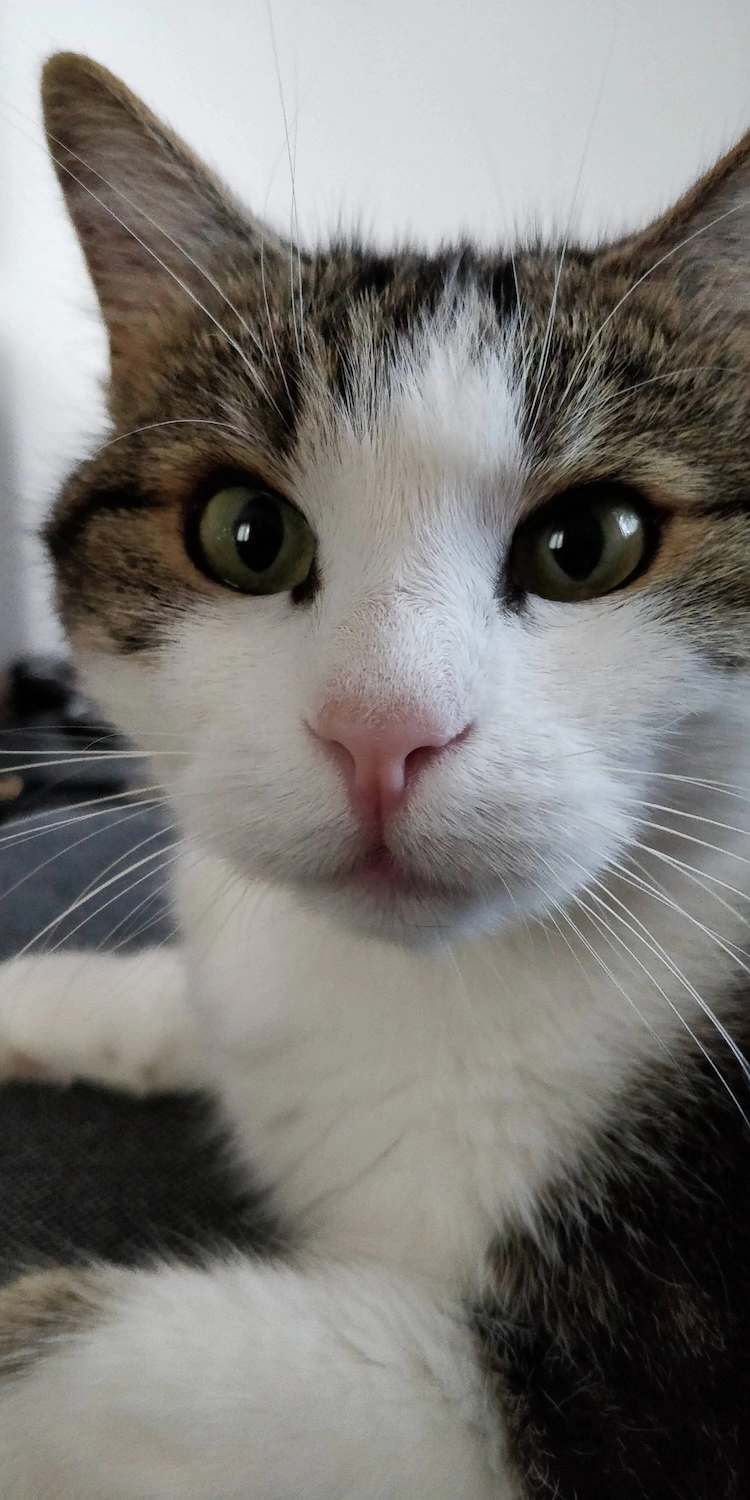 Mokki der Kater